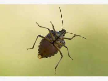 Ilustracja artykułu jak wygląda pluskwa domowa? zobacz, jak rozpoznać te małe insekty