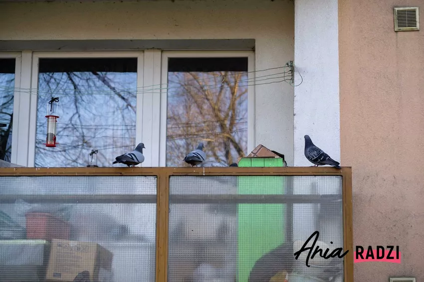 Gołębie na balkonie z odstraszaczem