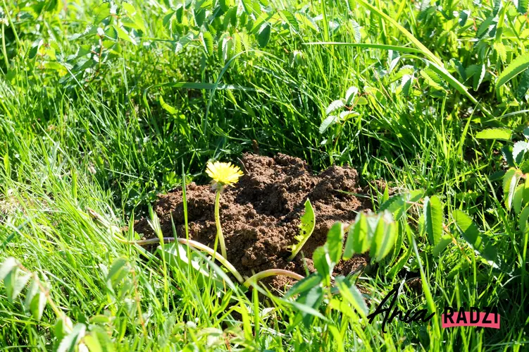 Kopczyk ziemi na trawie po nornincy, a także domowe sposoby na nornice i jak się pozbyć nornicy