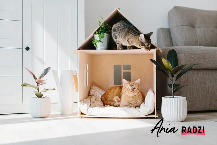Kot w kartonowym domku, a także buda dla kota, domek drewiany i inne