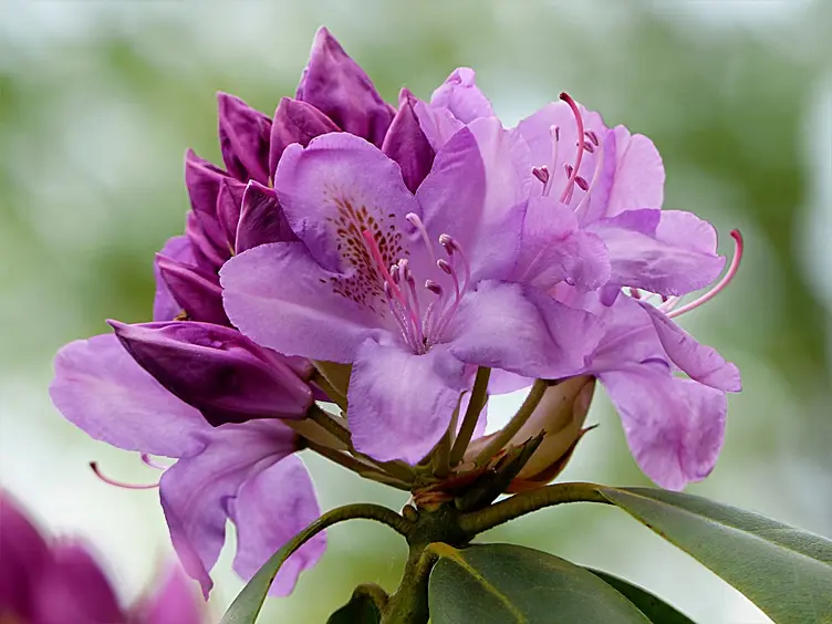 Różowa odmiana rododendronów w ogrodzie