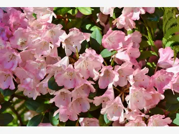 Ilustracja artykułu poznaj 9 najpiękniejszych odmian rododendronów