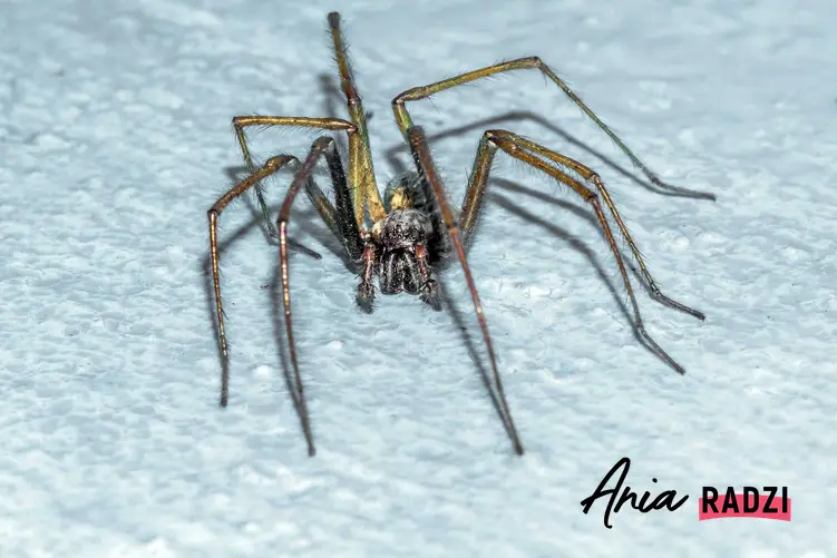 Agrestywny kątnik domowy na niebieskiej podłodze w domu oraz informacje o zwalczaniu pająka