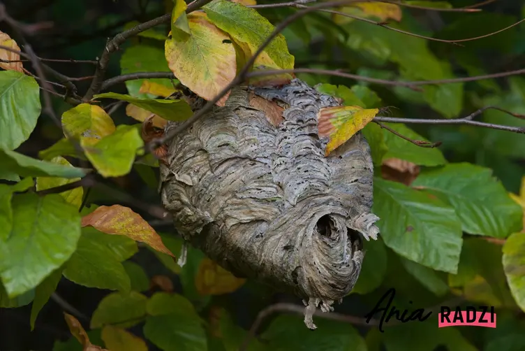 Gniazdo szerszeni w liściach na drzewie, a także bezpieczne usuwanie gniazda szerszeni