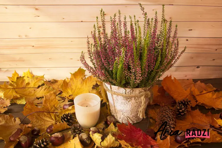 Stroik jesienny z wrzosów i kolorowych liści, a także najpiękniejsze stroiki jesienne oraz kompozycje kolorów i kwiatów na jesień