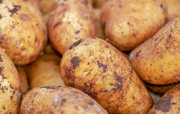 Ziemniaki są doskonałym surowcem do wytwarzania wódki