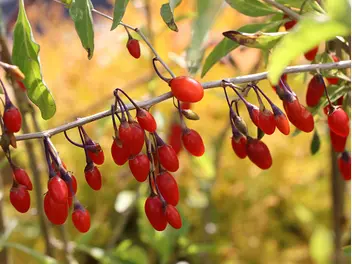 Ilustracja artykułu jagody w ogrodzie - poznaj ich cenne właściwości zdrowotne!
