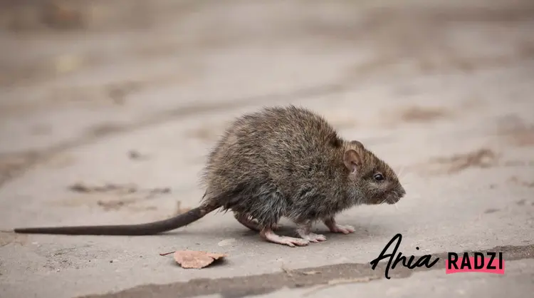 Szara mysz, jak pozbyć się myszy, gdzie można kupić trutkę na myszy i gdzie ją rozłożyć