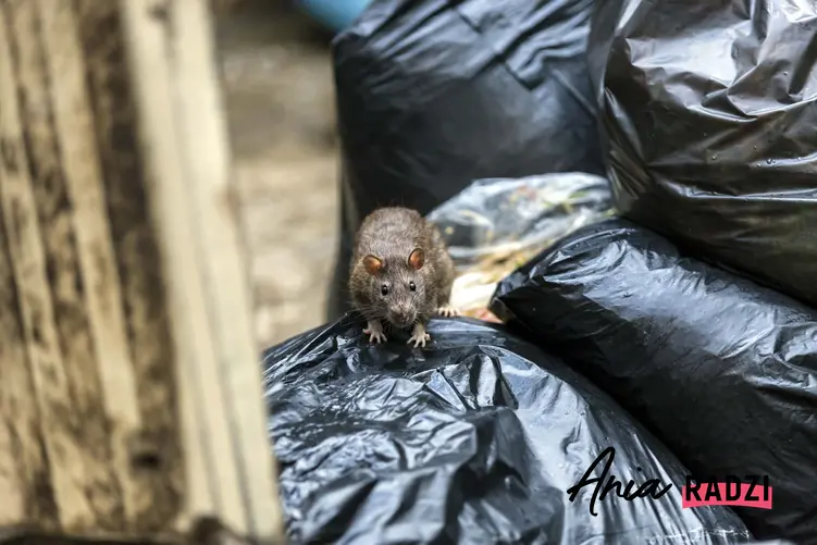 Szczur na stercie worków na śmieci, czy trutka na szczury jest szkodliwa dla ludzi, jak bezpiecznie rozkładać trutkę na szczury