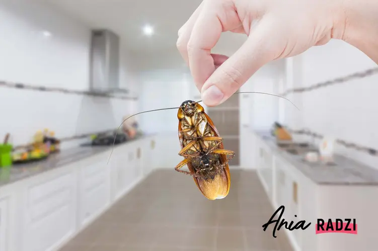 Karaluch w kuchni, karaluch w dłoni, skąd się biorą karaluchy w domu, naturalne sposoby na pozbycie się karaluchów