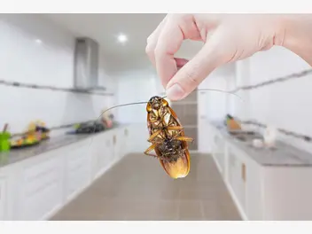 Ilustracja artykułu jak wykorzystać proszek do pieczenia na karaluchy? oto sprawdzone sposoby