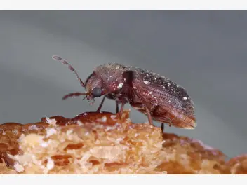 Ilustracja artykułu skąd biorą się małe, brązowe robaki w domu? wyjaśniamy