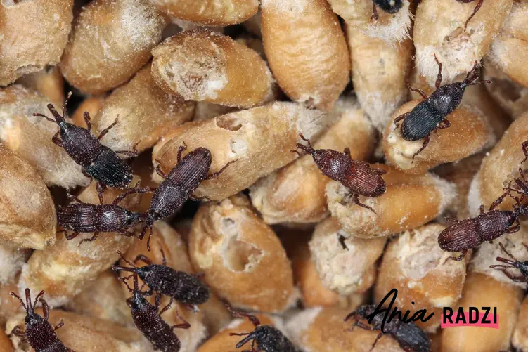 Wołek zbożowy, robaki w suchych produktach spożywczych, jak uniknąc robaków w produktach spożywczych
