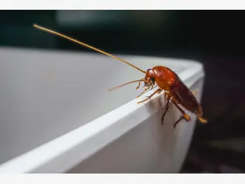 Ilustracja artykułu jaki robak jest podobny do karalucha? wyjaśniamy krok po kroku