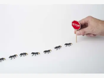 Ilustracja artykułu domowej roboty pułapka na mrówki – jak ją zrobić samodzielnie krok po kroku