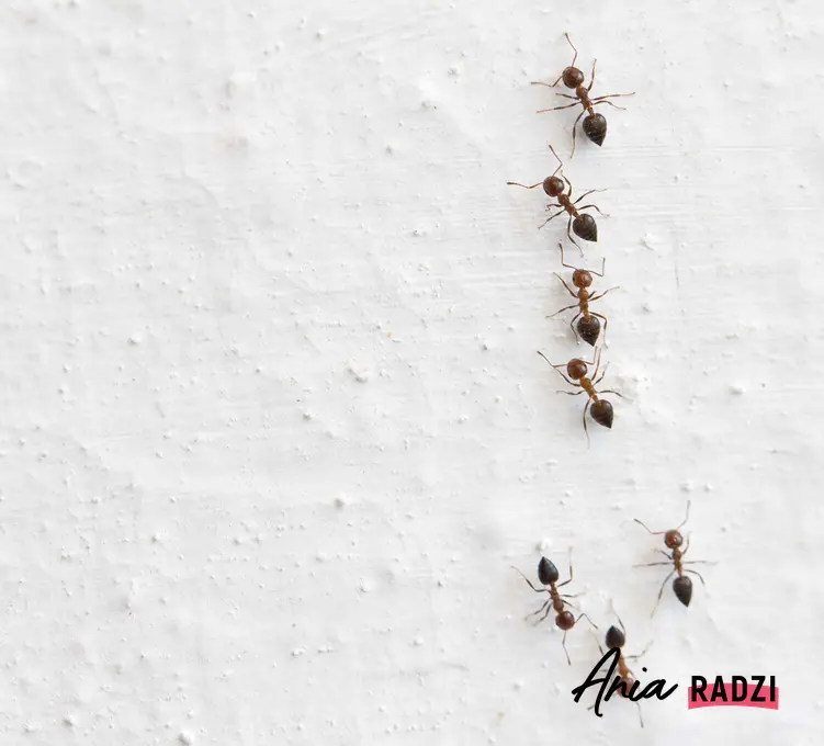Aby stworzyć pułapkę na mrówki w domu, trzeba wiedzieć, w jaki sposób działają insekty. Pułapkę można samodzielnie stworzyć i jest bardzo skuteczna