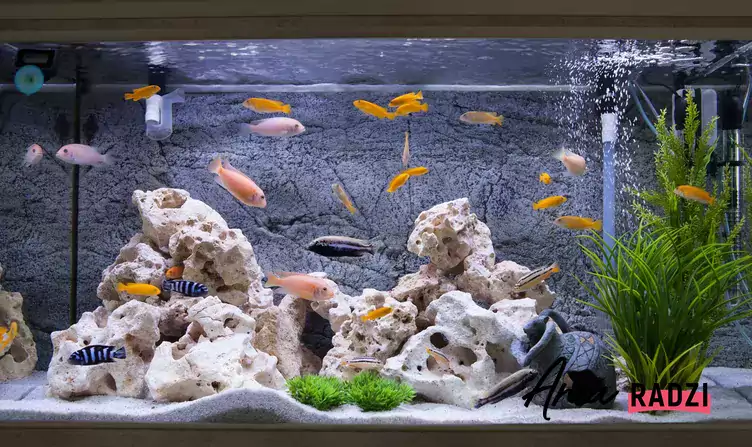 Czyste akwarium z rybkami