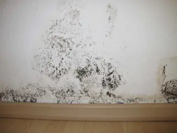 Ilustracja artykułu grzyb na ścianie a wpływ na zdrowie – jakie są konsekwencje pleśni w domu?