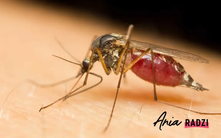 Komar pijący krew, a także informacje, ile żyje komar i jaka jest długość życia komara