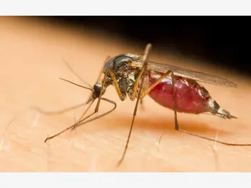 Ilustracja artykułu ile żyje komar? sprawdź, jaka jest długość życia popularnych owadów