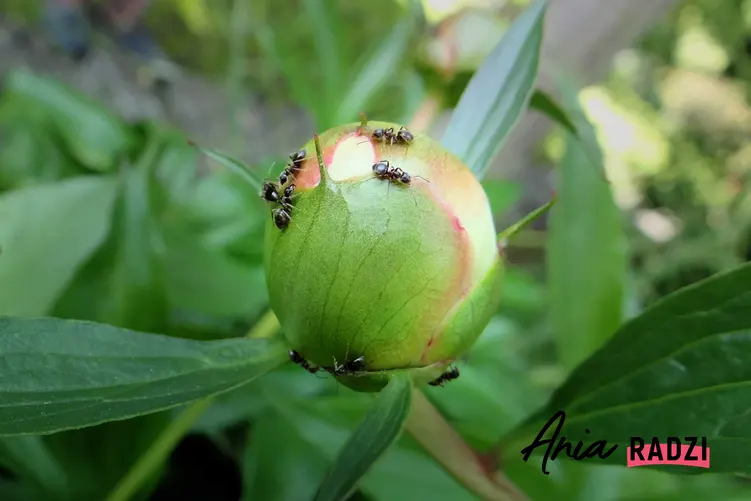 Mrówki na kwiatku, a także soda na mrówki i skuteczne działanie sody na mrówki
