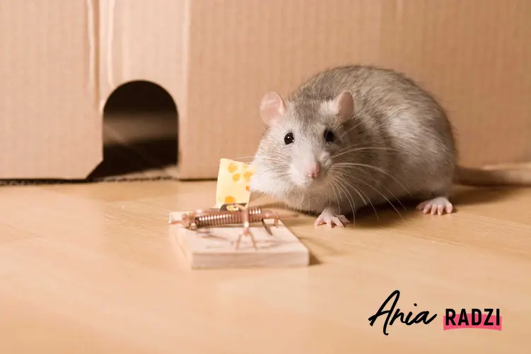 Mysz przy pułapce na myszy z serem oraz porady, jak zrobić i jak zastawić pułapkę na myszy krok po kroku