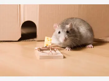 Ilustracja artykułu jak zrobić i zastawić pułapkę na myszy - praktyczny poradnik krok po kroku