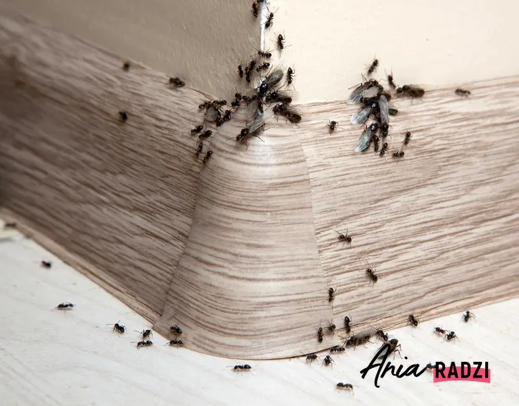 Mrówki w domu na listwie przypodłogowej oraz skuteczne środki na mrówki, w tym najlepszy preparat do zwalczania mrówek