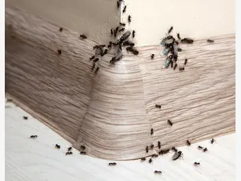 Ilustracja artykułu najlepszy preparat na mrówki - przegląd skutecznych środków do zwalczania mrówek