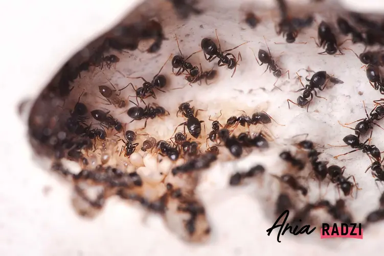 Preparat na mrówki, który pozwala na skuteczne pozbycie się mrówek z domu i jego otoczenia, a także najlepsze środki i skuteczność