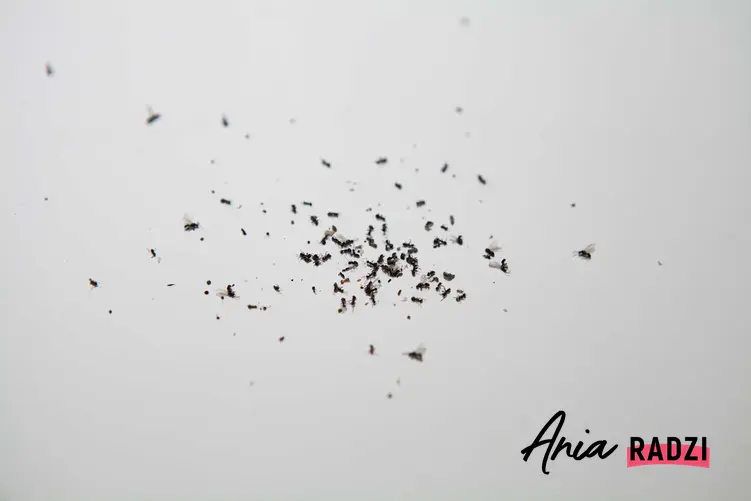 Latające mrówki w domu, czyli mrówki ze skrzydłami w domu po wytępieniu oraz porady, jak usunąć latające mrówki