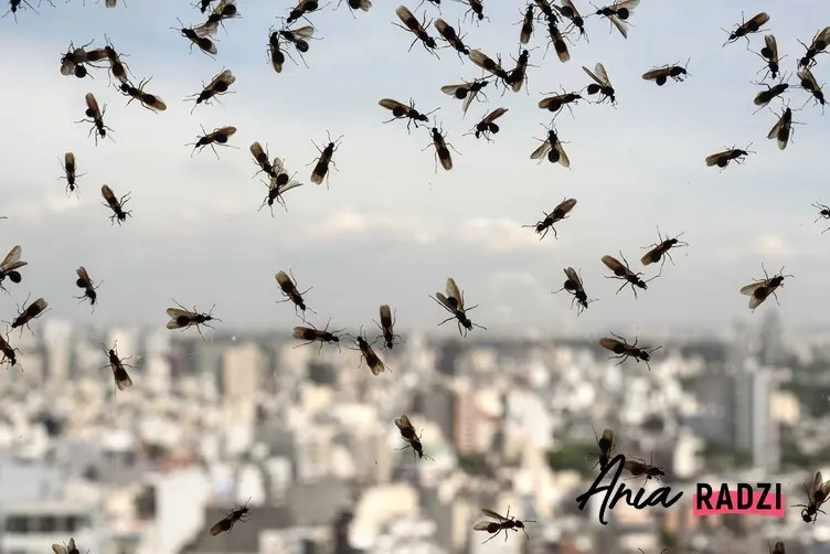 Latające mrówki w domu, czyli mrówki ze skrzydłami w domu na szybie okna oraz porady jak usunąć latające mrówki
