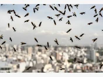 Ilustracja artykułu latające mrówki w domu – skąd się biorą mrówki ze skrzydłami i jak z nimi walczyć