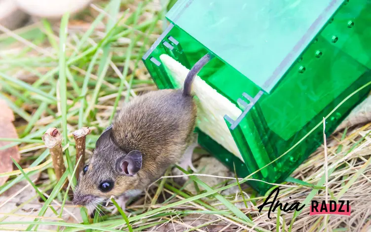 Pułapka na myszy z gryzoniem wypuszczanym na wolność oraz jak złapać mysz - sprawdzone sposoby i najlepsze porady