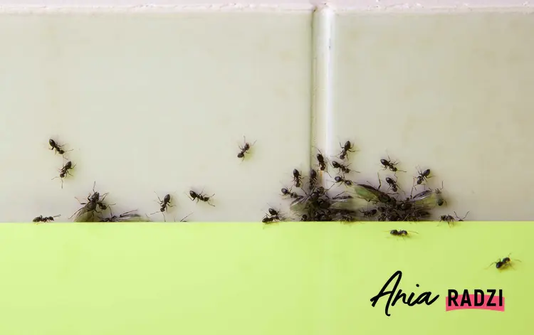 Co odstrasza mrówki, czyli proszek do pieczenia na mrówki w domu, które gnieżdżą się przy płytkach w kuchni