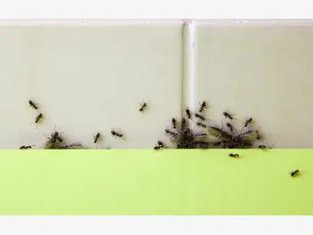 Ilustracja artykułu proszek do pieczenia na mrówki - skuteczny sposób na pozbycie się mrówek z domu i ogrodu