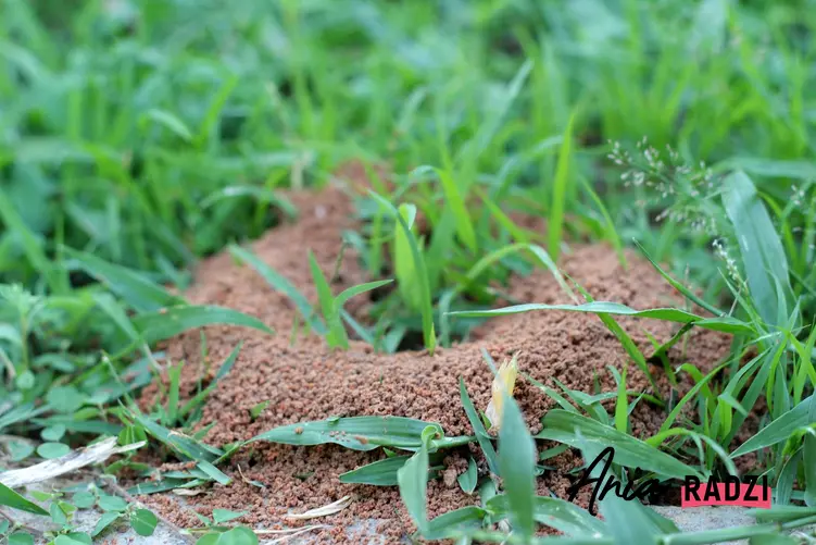 Inwazja mrówek, czyli mrowiska w ogrodzie oraz naturalne i chemiczne sposoby na mrówki w ogrodzie krok po kroku