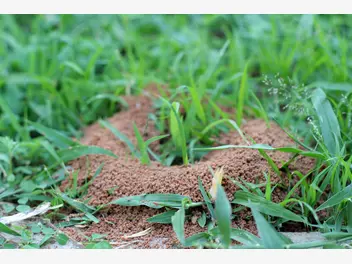 Ilustracja artykułu domowe sposoby na mrówki w ogrodzie - zobacz, jak zwalczyć inwazję mrówek