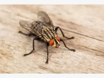 Ilustracja artykułu jaki preparat na muchy jest najskuteczniejszy? sprawdzamy!