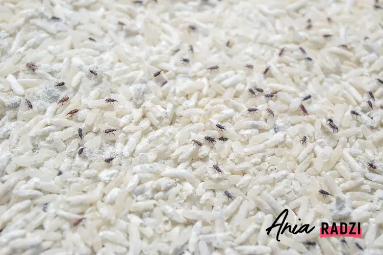 Mole spożywze w ryżu oraz informacje, jak wyglądają mole spożywcze i ich rozmnażanie, a także domowe sposoby na zwalczenie moli kuchennych