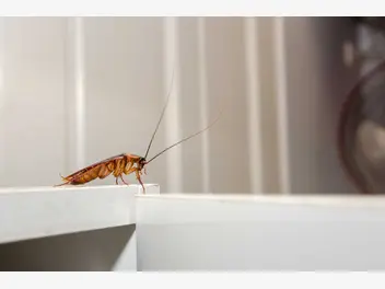 Ilustracja artykułu 5 najlepszych sposobów na karaluchy w domu – zobacz, jak się ich pozbyć