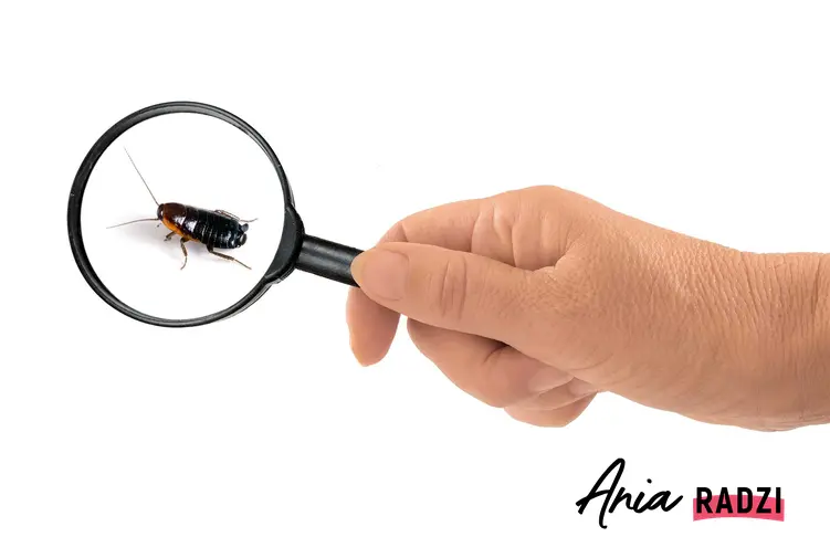 Karaluch pod lupą oraz informacje, jak wygląda karaluch domowy i jak się pozbyć karaluchów z domu raz na zawsze