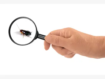 Ilustracja artykułu jak wygląda karaluch i jak go nie pomylić z innymi nieproszonymi gośćmi w domu?