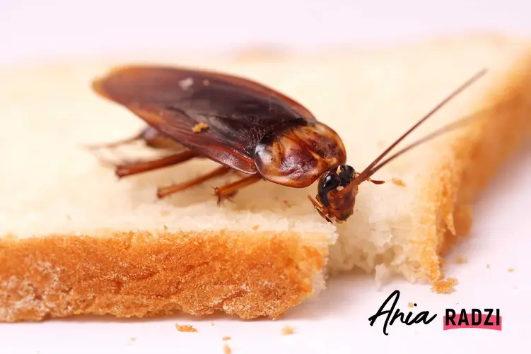 Karaluch na chlebie oraz skąd się biorą karaluchy i prusaki, a także sposoby na zwalczanie karaluchów