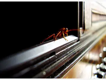Ilustracja artykułu skąd się biorą karaluchy? oto 3 przyczyny pojawiania się ich w domu