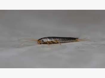 Ilustracja artykułu najczęściej spotykane robaki w łazienkach i sposoby na walkę z nimi