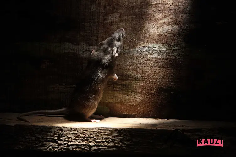 Szczur oraz porady, jak wytępić szczury i jak zabić szczura oraz czym wytruć szczury w domu i jak je zwalczyć na dobre