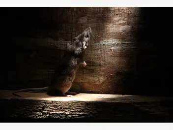 Ilustracja artykułu jak wytępić szczury? oto 4 najskuteczniejsze metody łapania szczurów