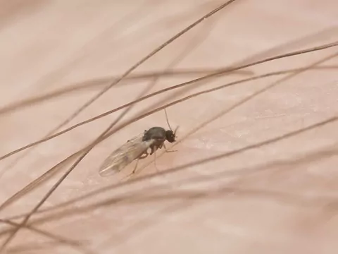 Skuteczne sposoby na odstraszanie meszków