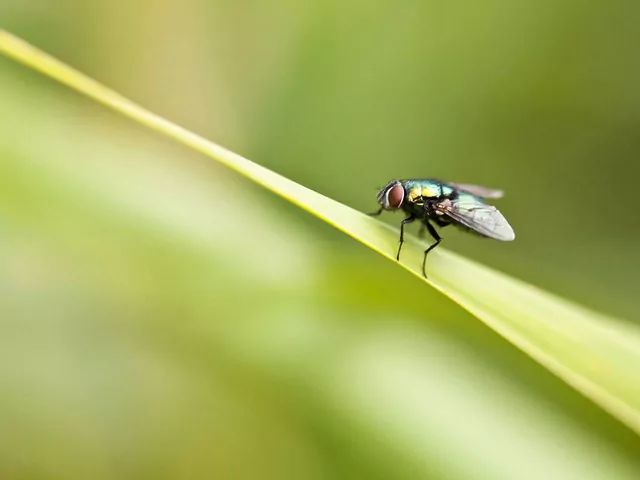 Skuteczne sposoby odstraszania much